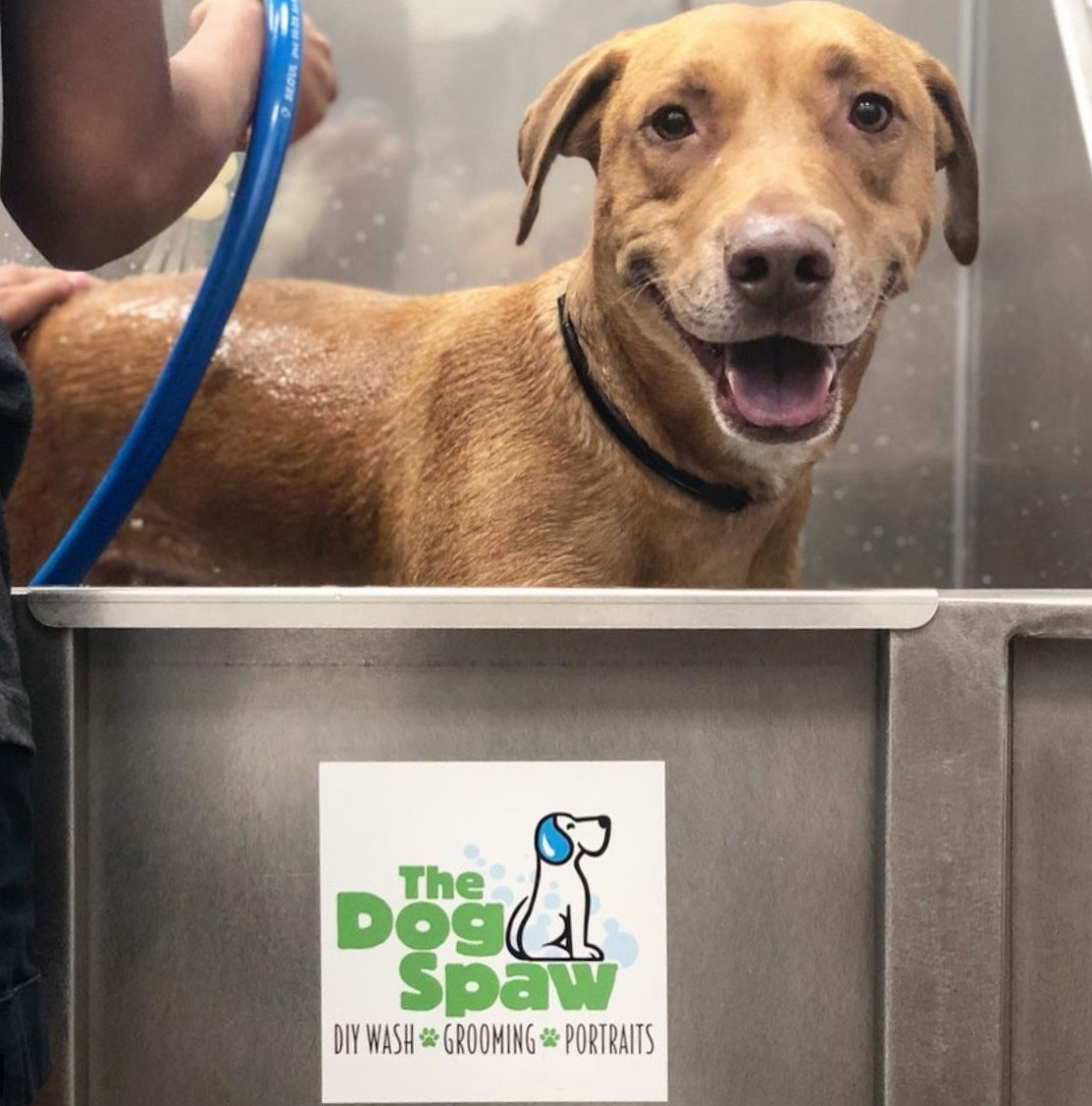 do-it-yourself dog wash photo